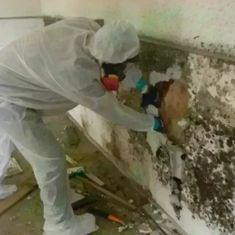 Mold Remediation and Removal in Ripley, WV